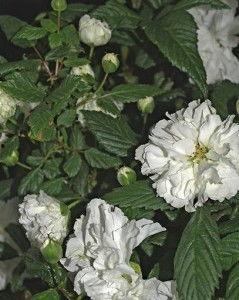 花开荼蘼,岁月静好，繁华落尽